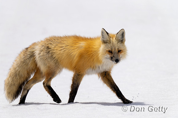Red Fox