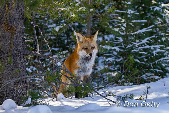 Red Fox