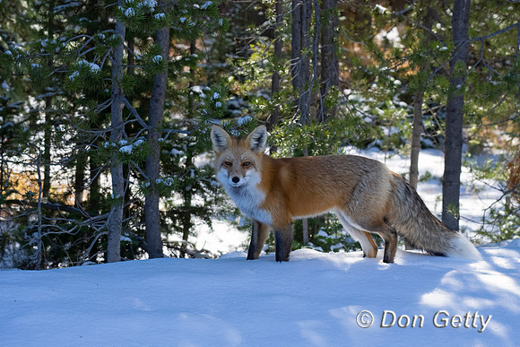 Red Fox
