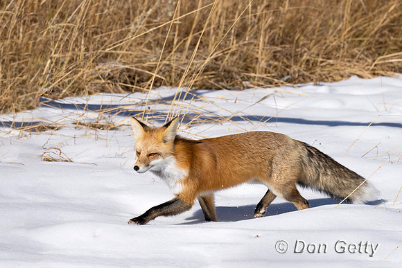 Red Fox