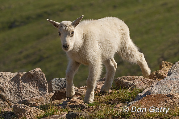 Mountain Goat
