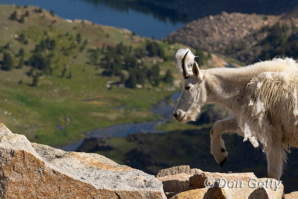 Mountain Goat
