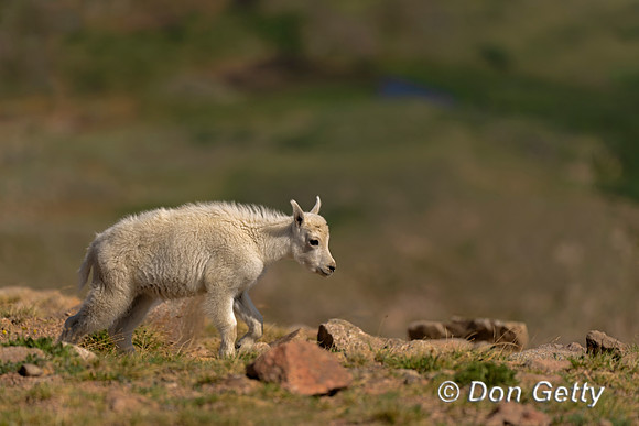 Mountain Goat