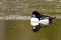 Barrows Goldeneye