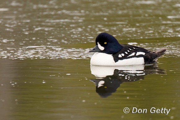 Barrows Goldeneye