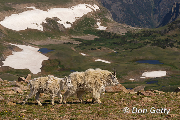 Mountain Goat