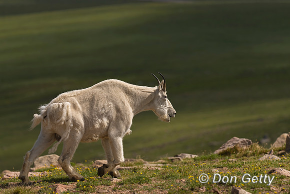 Mountain Goat