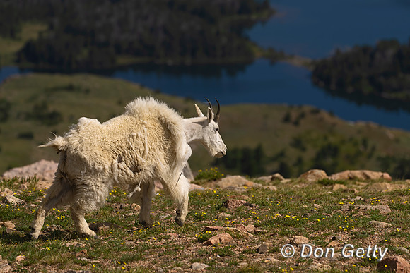 Mountain Goat