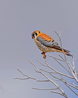 Kestrel