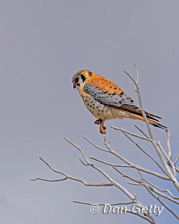 Kestrel