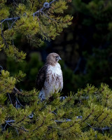 Red-tailed Hawk