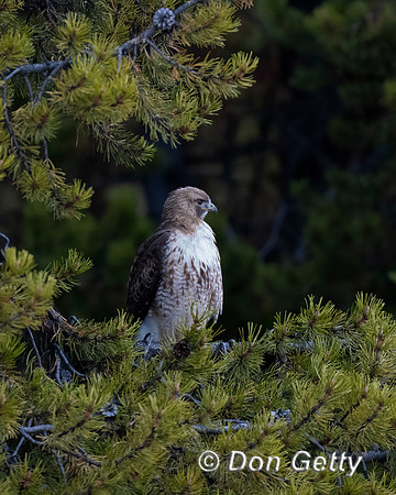 Red-tailed Hawk