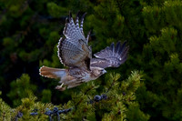 Red-tailed Hawk