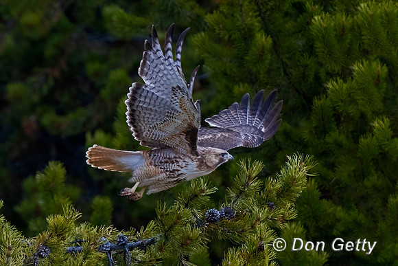 Red-tailed Hawk