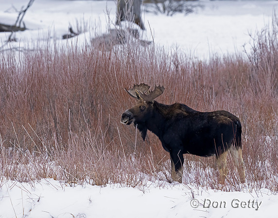 Moose