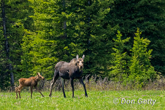 Moose