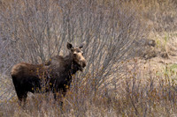 Moose