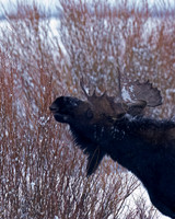 Moose