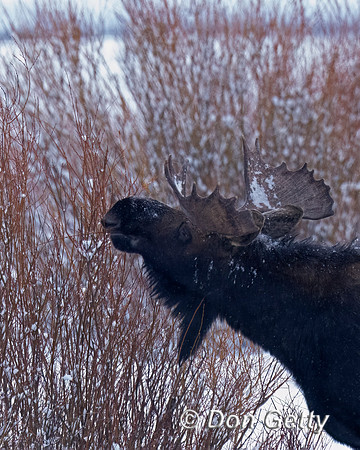 Moose