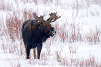 Moose