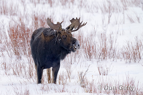 Moose