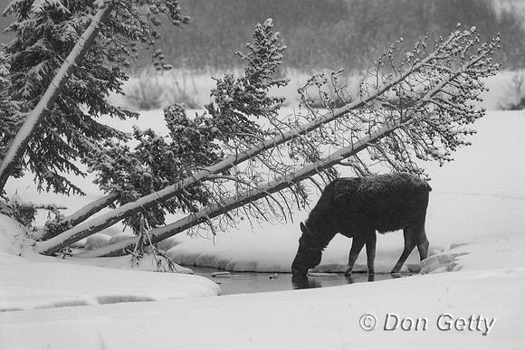 Moose