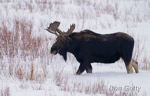 Moose