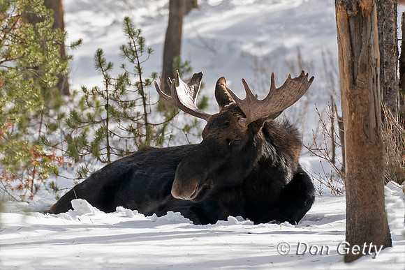 Moose