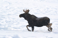 Moose