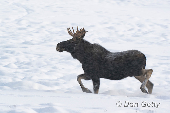 Moose