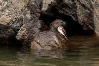 River Otter