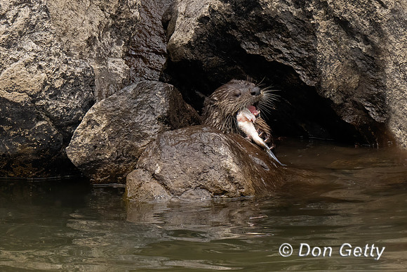 River Otter