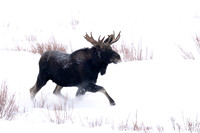 Moose