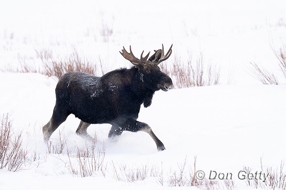 Moose