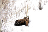 Moose
