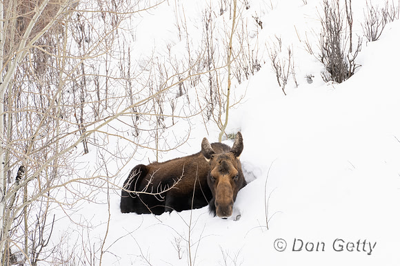 Moose