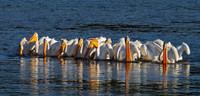 American White Pelican