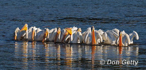 American White Pelican