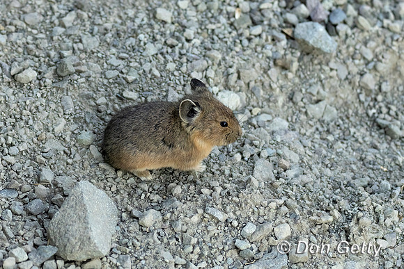 Pika