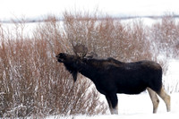 Moose