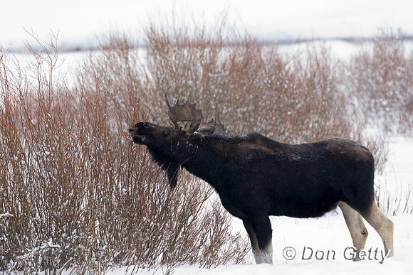 Moose