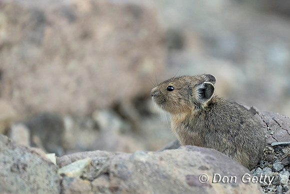 Pika