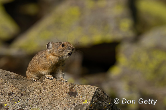 Pika