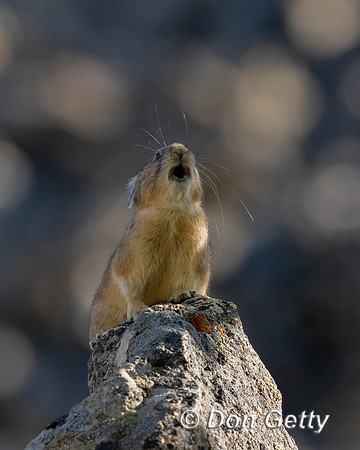 Pika