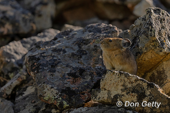 Pika
