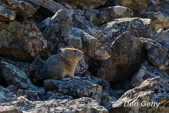 Pika