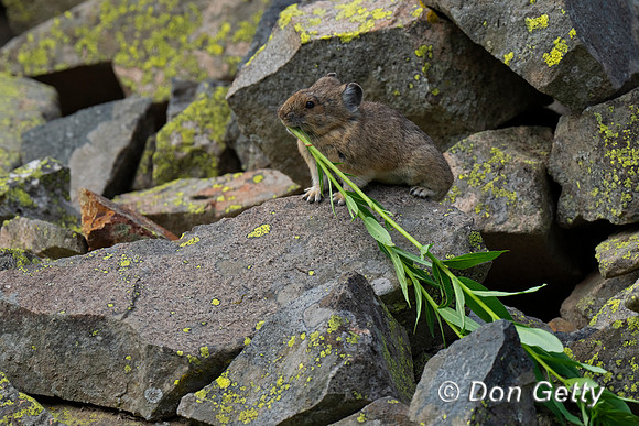 Pika