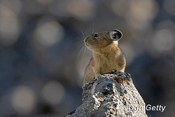 Pika