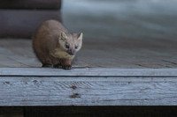 Pine Marten