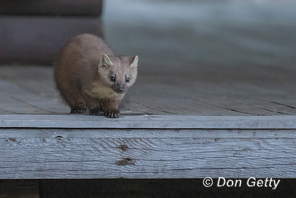 Pine Marten